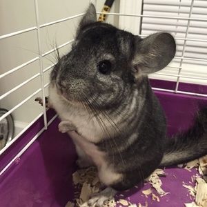 Meet your Posher, Chen